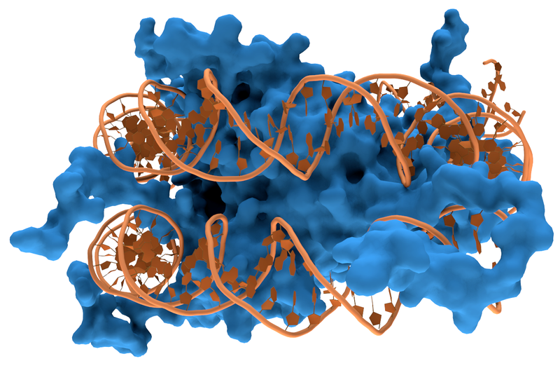 method/1498/800px-Nucleosome1.png